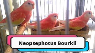 Bourke Parakeet are wonderful parrot [upl. by Nnyliram]