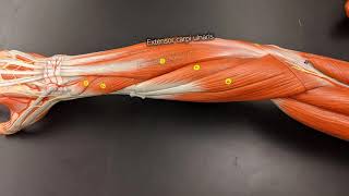 Muscles of the Forearm [upl. by Prud261]