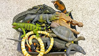 Reptiles Animals Collection  Crocodile Alligator Iguana Python Komodo Dragon Frilled Lizard [upl. by Dunham]