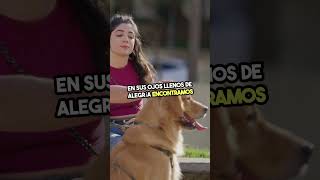 ✅ La Energía Infinita de los Perros 🐶 🐱 Videos graciosos de animales 🐱 Videos graciosos de animales [upl. by Idolem361]