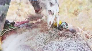 Tiercel Goshawk hunting Cottontails in slow motion [upl. by Avron]