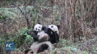 How captive pandas receive training to enter the wild [upl. by Yrrag]