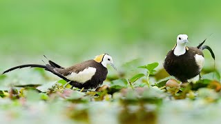 Pheasant Tailed Jacana take care of Eggs  Pheasant Tailed Jacana  PheasanttailedJacanaEggHatching [upl. by Wilone]