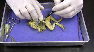 Frog Dissection [upl. by Akenal738]