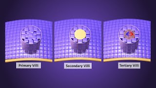 Chorionic villi development in Third Week  Primary Secondary amp Tertiary Villi [upl. by Giwdul]