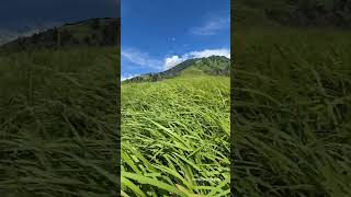 Grassy meadow greenery hike travel explorethebeautyofnature [upl. by Bow]