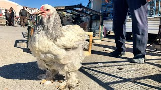 KONYA KANATLI HAYVAN PAZARI  TAVUK GÜVERCİN HİNDİ KAZ NE ARARSAN BURDA [upl. by Haissem495]