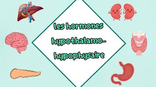 Les hormones hypothalamohypophysaire شرح مفصل بالعربية  cour 2 ème année médecine biochemie [upl. by Jase209]