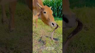 Cobra vs Cow The Ultimate Showdown [upl. by Merrick]