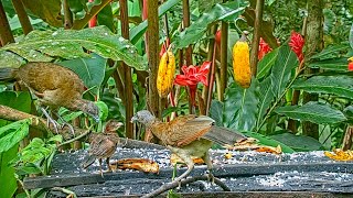 Fledgling Grayheaded Chachalaca Joins Parents On The Panama Fruit Feeder – May 6 2022 [upl. by Cordeelia]