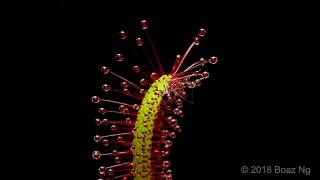 Drosera capensis Time Lapse [upl. by Rhys]