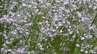 Limonium Latifolium [upl. by Martella]