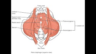 Muscles that make up the Urogenital diaphragm and Pelvic diaphragm [upl. by Ellicec]