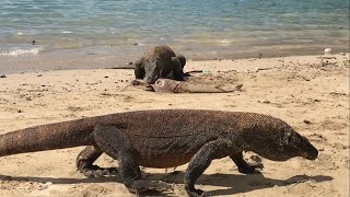 a white shark became the target of two komodo dragons [upl. by Akived]