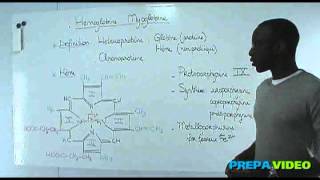 Biochimie cours structure de lhémoglobine et de la myoglobine [upl. by Lenoj]