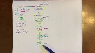 Amino acids at different pHs [upl. by Fulviah]