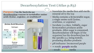 Decarboxylation Test  Microbiology Class  Podcast CC [upl. by Villiers]