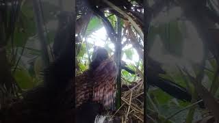 Greater coucal bird brings birds beautifulbird nature birdspecies birdtypes goose [upl. by Aicnelav]