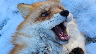 Foxes first snow day of 2024 Animal care taker Merri wakes up the foxes [upl. by Fabio634]