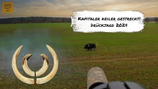 Drückjagd vor den Toren Berlins  Lebenskeiler erlegt [upl. by Batista]