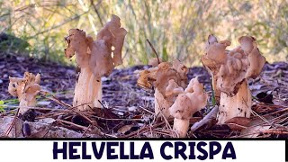 Fungo riccio  helvella crispa  funghi 2024 SUB [upl. by Thissa29]