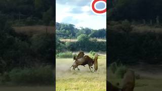 🍅Wildebeest hunting 🦁lion🙏🏻🔥shortsfeed shortshortsanimals 🐵🐔🐶🐷shortsbeta 💥trending 🔥🔥youtube [upl. by Letram272]