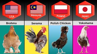 Chicken Breeds From Different Countries [upl. by Riamo709]