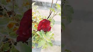 Gulab ka phool phool shortvideo [upl. by Lynch]