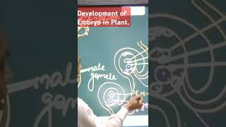 Ploidy of Zygote and Development of Embryo [upl. by Artemus]