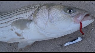 Striped Bass Surfcasting with Tin Lures [upl. by Yrrum]