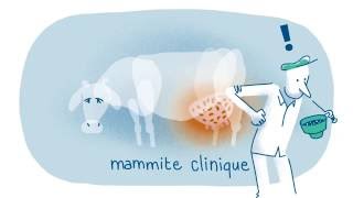 Mammites et cellules même combat [upl. by Amsed]