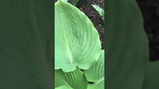 Хоста  Hosta  quot Sourpuss» Сауэрпасс [upl. by Marshall613]