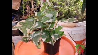 Pearls amp Jade Tropical Pothos Plant Easy to Care for [upl. by Ryter]