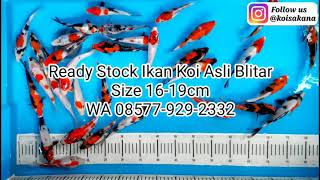 Ikan Koi Asli Blitar size 1619cm [upl. by Nitsrek]