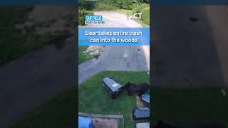 Bear runs off with entire trashcan in Suffield Connecticut [upl. by Iams]