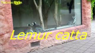 Lemur catta  ZOO in Opole  Ultra HD video 4K [upl. by Ecilef]