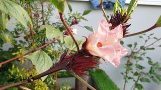 LIOW VIDEO Growing Roselle Plants At Balcony 种植洛神花 [upl. by Lytsirhc913]