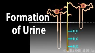 Formation of Urine  Nephron Function Animation [upl. by Russi]