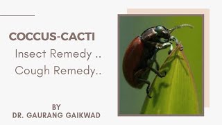 Coccus Cacti Insect Remedy Cough Remedy by Dr Gaurang Gaikwad [upl. by Kristianson]