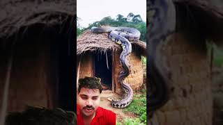 anaconda saamp cobra nature anaconda youtubeshorts subscribe my YouTube channel subscribe 🫶🙏🫶 [upl. by Helaina33]