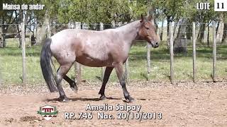 LOTE 11 AMELIA SALPAY [upl. by Akinot]