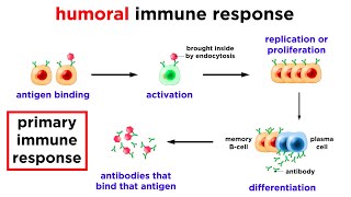 The Immune System Innate Defenses and Adaptive Defenses [upl. by Elidad]