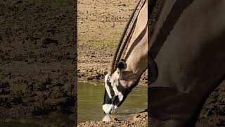 Gemsbok Antelopes Drinking Water Wincent vQEdf nature wildlife antelope [upl. by Osy]