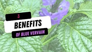 3 benefits of Blue Vervain 💙 [upl. by Jeffries244]