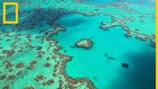 Descubre el esplendor de la Gran Barrera de Coral australiana  National Geographic en Español [upl. by Reteid114]