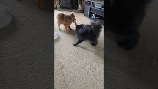 young pom vs old pom tugowar Pomeranian dogs playtime tugofwar [upl. by Sarena663]