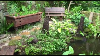 How to build an aquaponic pond system at home [upl. by Giamo]