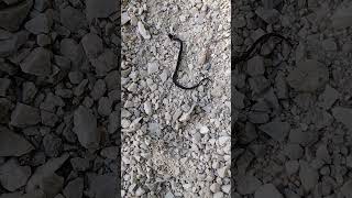 Baby Ringneck Snake Unanimated [upl. by Kauffman]