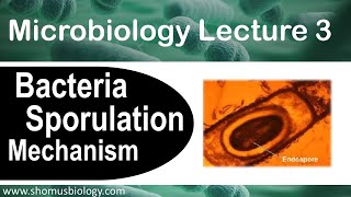 Microbiology lecture 3  Sporulation of bacteria How endospore forms [upl. by Eilis]