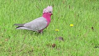 Los Cacatuas Galah de Australia Campbelltown [upl. by Aihtniroc829]